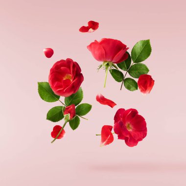 Havaya düşen taze yeşil biberiye bitkisi sarı arka planda izole edilir.