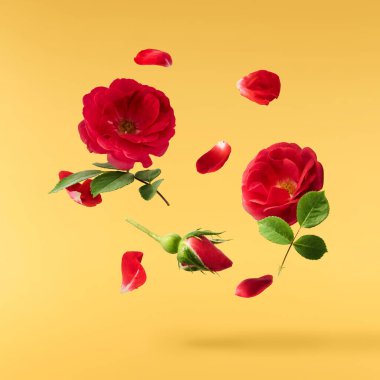 Güzel İngiliz Gülü, sarı arka planda izole bir şekilde havaya düşüyor. Yüksek çözünürlük.