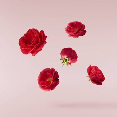 Havaya düşen taze yeşil biberiye bitkisi sarı arka planda izole edilir.