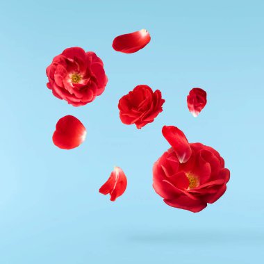 Güzel İngiliz Gülü mavi arka planda izole bir şekilde havaya düşüyor. Yüksek çözünürlük.