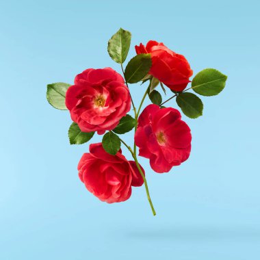 Güzel İngiliz Gülü mavi arka planda izole bir şekilde havaya düşüyor. Yüksek çözünürlük.