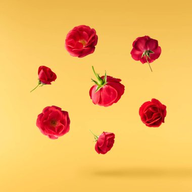 Güzel İngiliz Gülü, sarı arka planda izole bir şekilde havaya düşüyor. Yüksek çözünürlük.