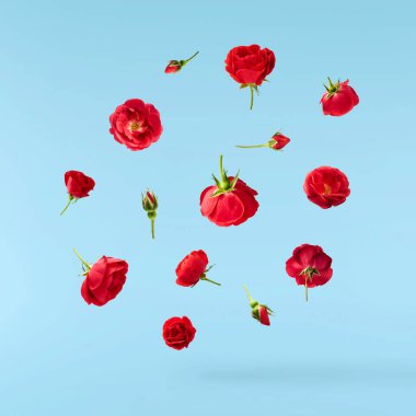 Güzel İngiliz Gülü mavi arka planda izole bir şekilde havaya düşüyor. Yüksek çözünürlük.