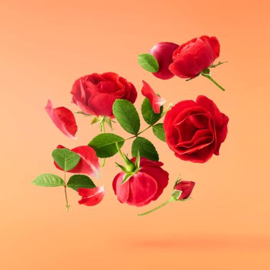 Güzel İngiliz Gülü, turuncu arka planda izole bir şekilde havaya düşüyor. Yüksek çözünürlüklü. Çiçek havalanması ya da sıfır yerçekimi kavramı