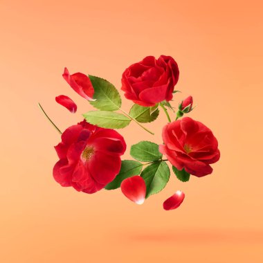 Güzel İngiliz Gülü, turuncu arka planda izole bir şekilde havaya düşüyor. Yüksek çözünürlüklü. Çiçek havalanması ya da sıfır yerçekimi kavramı