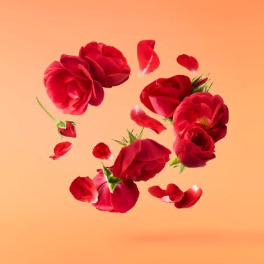 Güzel İngiliz Gülü, turuncu arka planda izole bir şekilde havaya düşüyor. Yüksek çözünürlüklü. Çiçek havalanması ya da sıfır yerçekimi kavramı