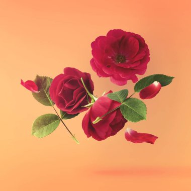 Güzel İngiliz Gülü, turuncu arka planda izole bir şekilde havaya düşüyor. Yüksek çözünürlüklü. Çiçek havalanması ya da sıfır yerçekimi kavramı