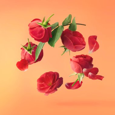 Güzel İngiliz Gülü, turuncu arka planda izole bir şekilde havaya düşüyor. Yüksek çözünürlüklü. Çiçek havalanması ya da sıfır yerçekimi kavramı