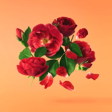 Güzel İngiliz Gülü, turuncu arka planda izole bir şekilde havaya düşüyor. Yüksek çözünürlüklü. Çiçek havalanması ya da sıfır yerçekimi kavramı