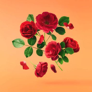 Güzel İngiliz Gülü, turuncu arka planda izole bir şekilde havaya düşüyor. Yüksek çözünürlüklü. Çiçek havalanması ya da sıfır yerçekimi kavramı