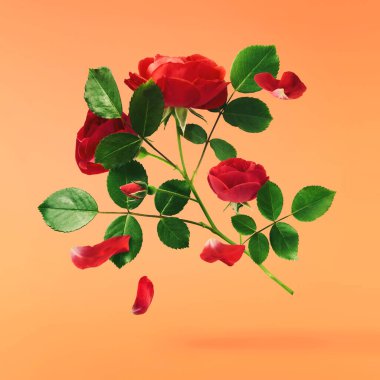 Güzel İngiliz Gülü, turuncu arka planda izole bir şekilde havaya düşüyor. Yüksek çözünürlüklü. Çiçek havalanması ya da sıfır yerçekimi kavramı
