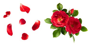 Yaratıcı set, Güzel Kırmızı İngiliz Gülü 'nün beyaz arka planda izole bir şekilde havaya düştüğü koleksiyon. Yüksek çözünürlüklü. Çiçek havalanması ya da sıfır yerçekimi kavramı