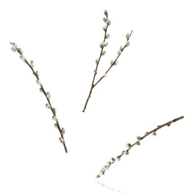 Fresh Pussy Williow branch falling in the air isolated on white background. Easter levitation or zero gravity conception