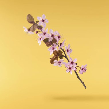 Hassas pembe çiçeklerin açması sarı arka planda izole bir şekilde havaya düşüyor. Prunus cerasifera 'zenci' veya Kanada siyah eriği