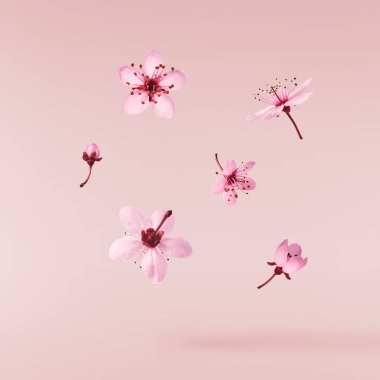 Hassas pembe çiçeklerin açması pembe arka planda izole bir şekilde havaya düşüyor. Prunus cerasifera 'zenci' veya Kanada siyah eriği