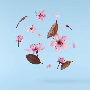 Hassas pembe çiçeklerin açması mavi arka planda izole bir şekilde havaya düşüyor. Prunus cerasifera 'zenci' veya Kanada siyah eriği