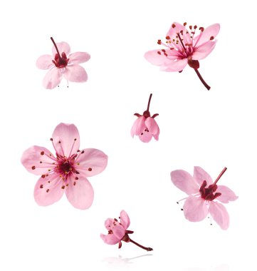 Hassas pembe çiçeklerin açması beyaz arka planda izole bir şekilde havaya düşüyor. Prunus cerasifera 'zenci' veya Kanada siyah eriği