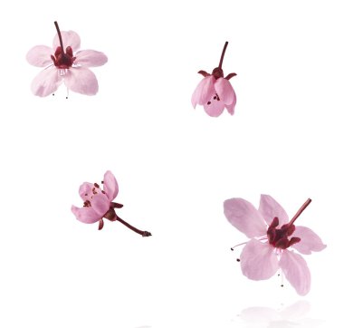 Hassas pembe çiçeklerin açması beyaz arka planda izole bir şekilde havaya düşüyor. Prunus cerasifera 'zenci' veya Kanada siyah eriği