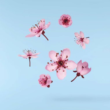 Hassas pembe çiçeklerin açması mavi arka planda izole bir şekilde havaya düşüyor. Prunus cerasifera 'zenci' veya Kanada siyah eriği