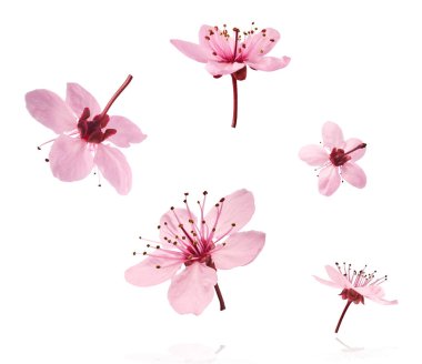 Hassas pembe çiçeklerin açması beyaz arka planda izole bir şekilde havaya düşüyor. Prunus cerasifera 'zenci' veya Kanada siyah eriği