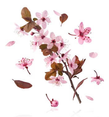 Hassas pembe çiçeklerin açması beyaz arka planda izole bir şekilde havaya düşüyor. Prunus cerasifera 'zenci' veya Kanada siyah eriği