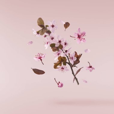 Hassas pembe çiçeklerin açması pembe arka planda izole bir şekilde havaya düşüyor. Prunus cerasifera 'zenci' veya Kanada siyah eriği