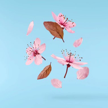 Hassas pembe çiçeklerin açması mavi arka planda izole bir şekilde havaya düşüyor. Prunus cerasifera 'zenci' veya Kanada siyah eriği