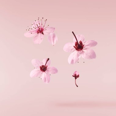 Hassas pembe çiçeklerin açması pembe arka planda izole bir şekilde havaya düşüyor. Prunus cerasifera 'zenci' veya Kanada siyah eriği