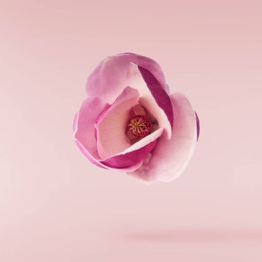 Güzel pembe Magnolia çiçeği pembe arka planda izole bir şekilde havaya düşüyor. Sıfır yerçekimi kavramı