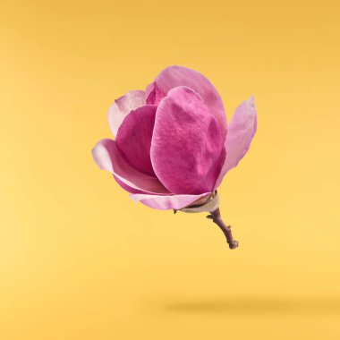 Havaya düşen güzel pembe Manolya çiçeği sarı arka planda izole edilmiş. Sıfır yerçekimi kavramı