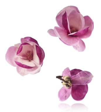 Güzel pembe Manolya çiçeği beyaz arka planda izole bir şekilde havaya düşüyor. Sıfır yerçekimi kavramı