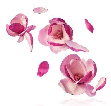 Güzel pembe Manolya çiçeği beyaz arka planda izole bir şekilde havaya düşüyor. Sıfır yerçekimi kavramı