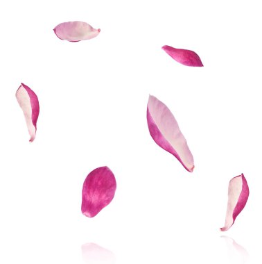 Güzel pembe Manolya çiçeği beyaz arka planda izole bir şekilde havaya düşüyor. Sıfır yerçekimi kavramı