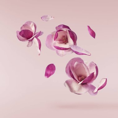 Güzel pembe Magnolia çiçeği pembe arka planda izole bir şekilde havaya düşüyor. Sıfır yerçekimi kavramı