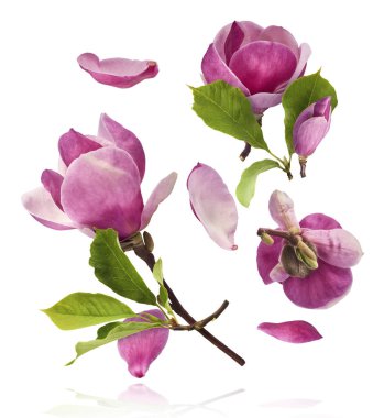 Güzel pembe Manolya çiçeği beyaz arka planda izole bir şekilde havaya düşüyor. Sıfır yerçekimi kavramı