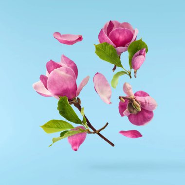 Güzel pembe Manolya çiçeği mavi arka planda izole bir şekilde havaya düşüyor. Sıfır yerçekimi kavramı