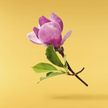 Havaya düşen güzel pembe Manolya çiçeği sarı arka planda izole edilmiş. Sıfır yerçekimi kavramı