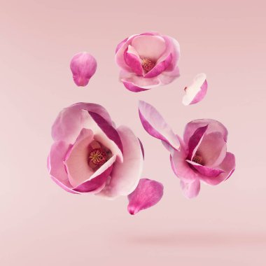 Güzel pembe Magnolia çiçeği pembe arka planda izole bir şekilde havaya düşüyor. Sıfır yerçekimi kavramı