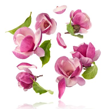 Güzel pembe Manolya çiçeği beyaz arka planda izole bir şekilde havaya düşüyor. Sıfır yerçekimi kavramı