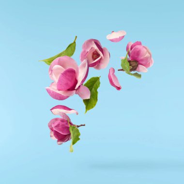 Güzel pembe Manolya çiçeği mavi arka planda izole bir şekilde havaya düşüyor. Sıfır yerçekimi kavramı