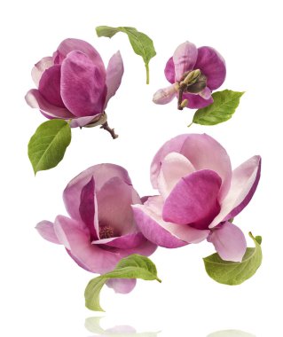 Güzel pembe Manolya çiçeği beyaz arka planda izole bir şekilde havaya düşüyor. Sıfır yerçekimi kavramı