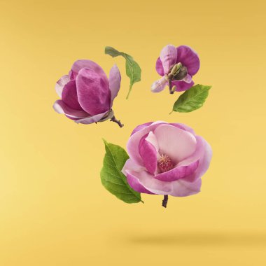 Havaya düşen güzel pembe Manolya çiçeği sarı arka planda izole edilmiş. Sıfır yerçekimi kavramı