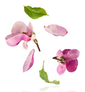 Güzel pembe Manolya çiçeği beyaz arka planda izole bir şekilde havaya düşüyor. Sıfır yerçekimi kavramı