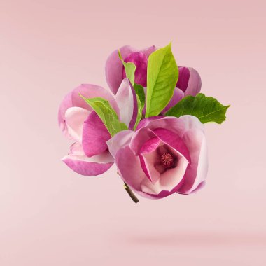 Güzel pembe Magnolia çiçeği pembe arka planda izole bir şekilde havaya düşüyor. Sıfır yerçekimi kavramı