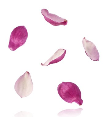 Güzel pembe Manolya çiçeği beyaz arka planda izole bir şekilde havaya düşüyor. Sıfır yerçekimi kavramı