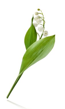 Vadi çiçeğinin güzel zambağı beyaz arka planda izole bir şekilde gökyüzüne düşüyor. Havalanma ya da yerçekimsiz çiçek kavramı. Yüksek çözünürlük.