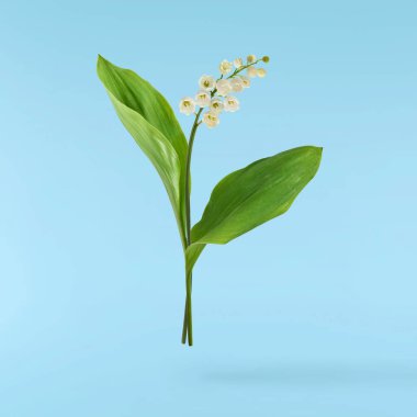 Vadi çiçeğinin güzel zambağı mavi arka planda izole bir şekilde gökyüzüne düşüyor. Havalanma ya da yerçekimsiz çiçek kavramı. Yüksek çözünürlük.