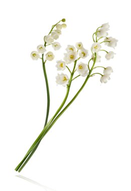 Vadi çiçeğinin güzel zambağı beyaz arka planda izole bir şekilde gökyüzüne düşüyor. Havalanma ya da yerçekimsiz çiçek kavramı. Yüksek çözünürlük.