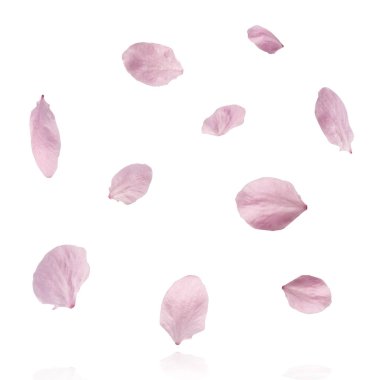 Havaya düşen narin pembe çiçek yaprakları, beyaz arka plana izole edilmiş. Prunus cerasifera 'zenci' veya Kanada siyah eriği