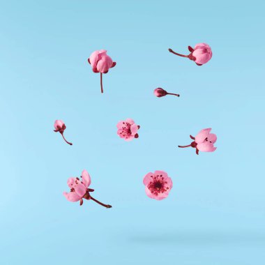 Hassas pembe çiçeklerin açması mavi arka planda izole bir şekilde havaya düşüyor. Prunus cerasifera 'zenci' veya Kanada siyah eriği